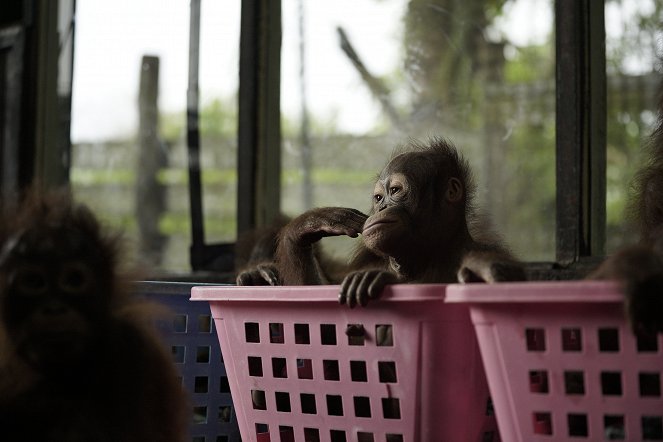 Orangutan Jungle School - Z filmu