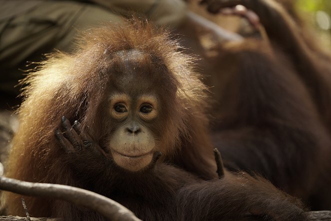 Orangutan Jungle School - Kindergarten mal anders - Filmfotos