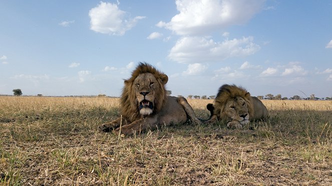 Serengeti - Invasion - Do filme