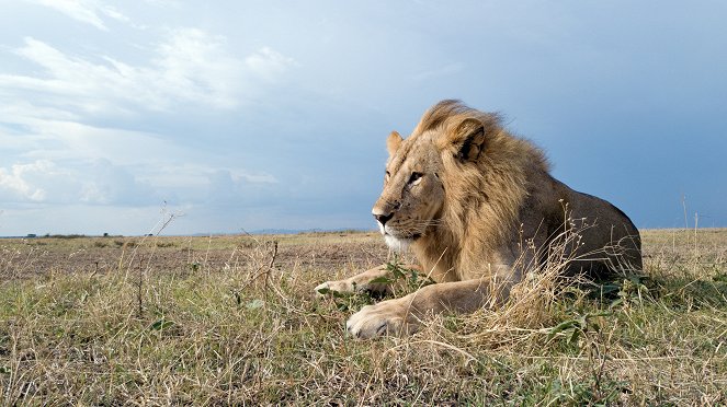Serengeti - Invasion - Z filmu