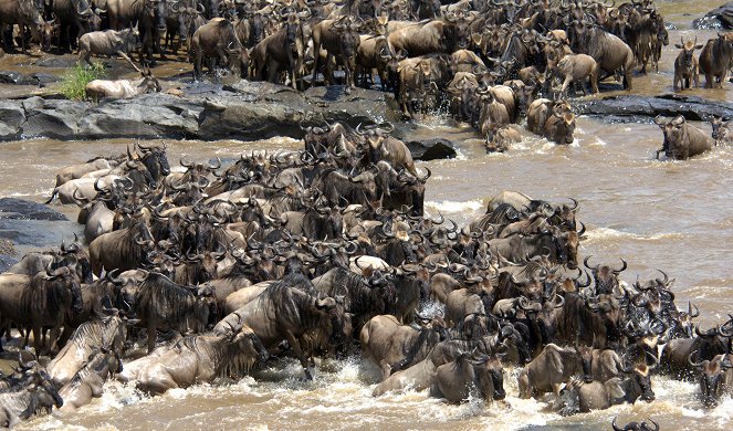 Élet a Serengeti Nemzeti Parkban - Invasion - Filmfotók
