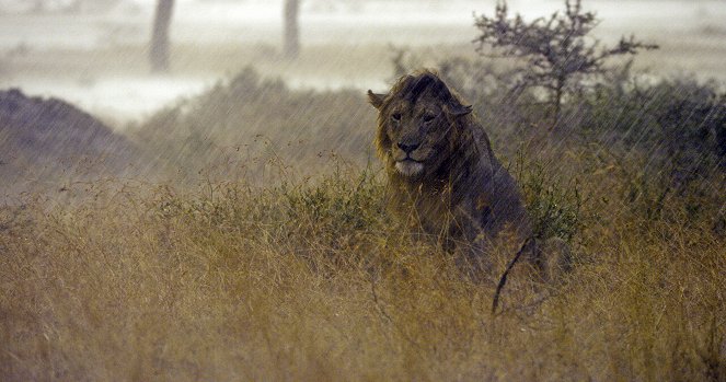 Serengeti - Invasion - Kuvat elokuvasta