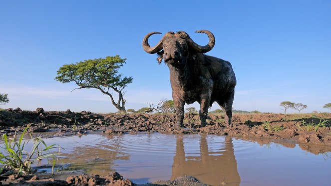 Élet a Serengeti Nemzeti Parkban - Invasion - Filmfotók