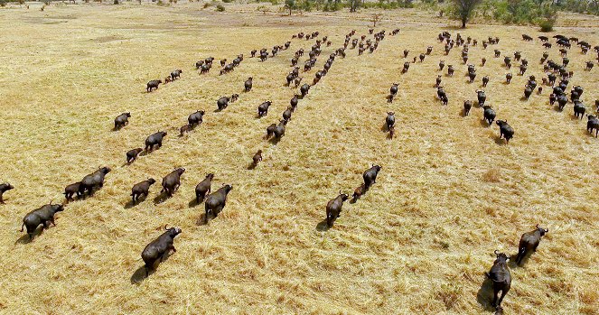 Serengeti - Invázia - Z filmu