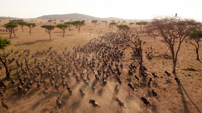 Serengeti - Invasion - Van film