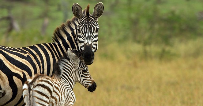 Serengeti - Season 1 - Invázia - Z filmu
