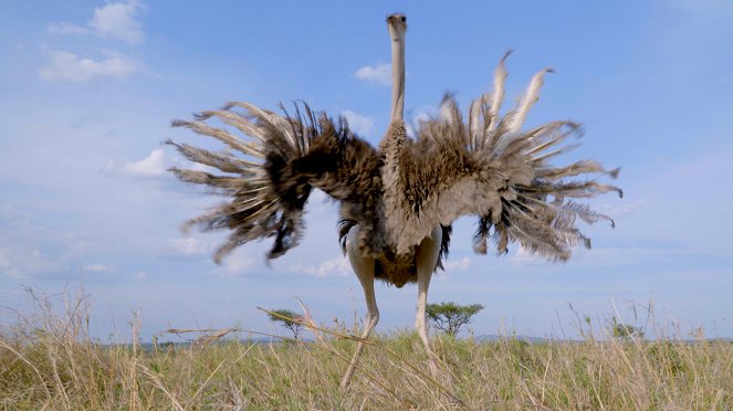 Serengeti - Conflict - De la película