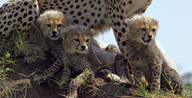 Serengeti - Conflict - Kuvat elokuvasta