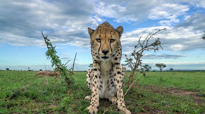 Terra X: Serengeti - Zeit der Wanderung - Filmfotos