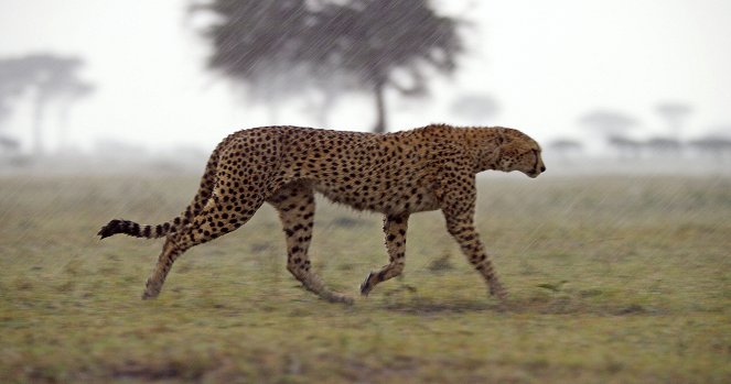 Terra X: Serengeti - Season 1 - Zeit der Wanderung - Filmfotos