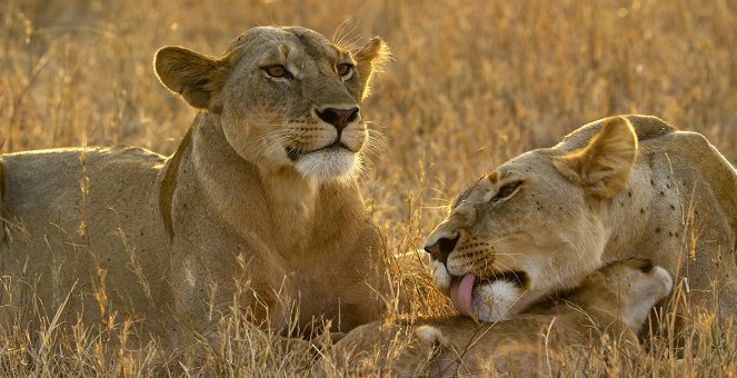 Serengeti - Season 1 - Conflict - Photos