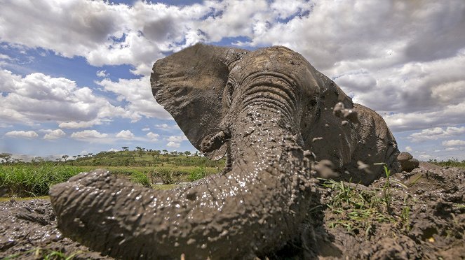 Serengeti - Conflict - Photos