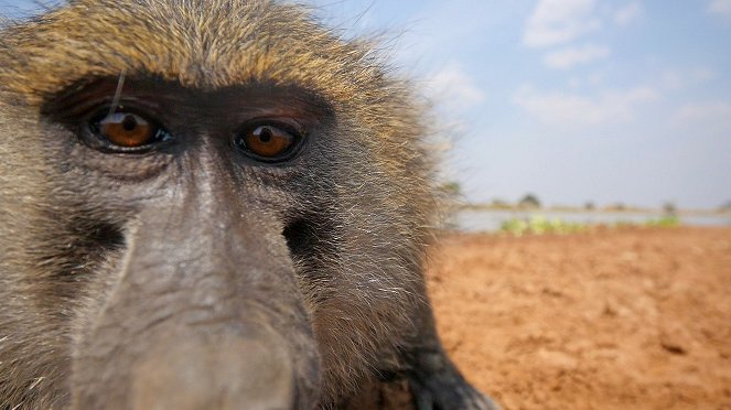 Élet a Serengeti Nemzeti Parkban - Destiny - Filmfotók