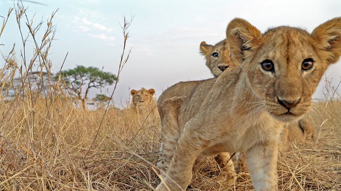 Élet a Serengeti Nemzeti Parkban - Destiny - Filmfotók