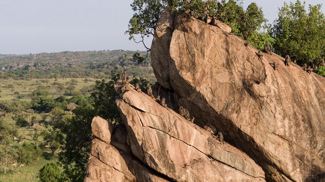 Serengeti - Osud - Z filmu