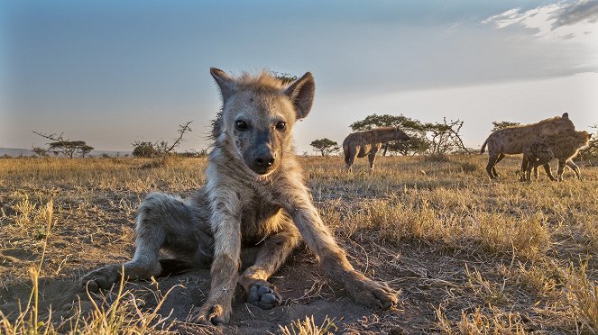 Serengeti - Destiny - Kuvat elokuvasta