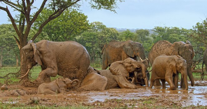 Serengeti - Destiny - Photos