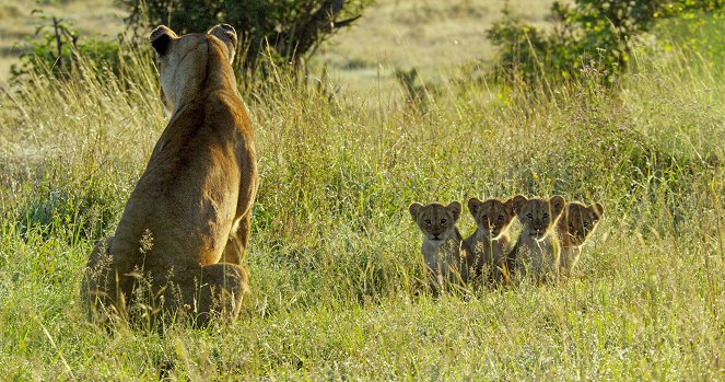 Serengeti - Osud - Z filmu
