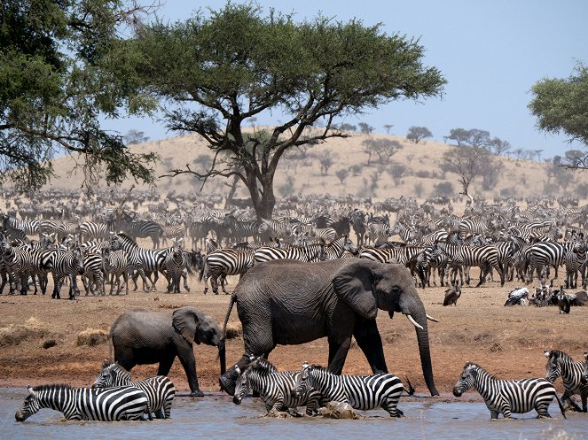 Élet a Serengeti Nemzeti Parkban - Misfortune - Filmfotók