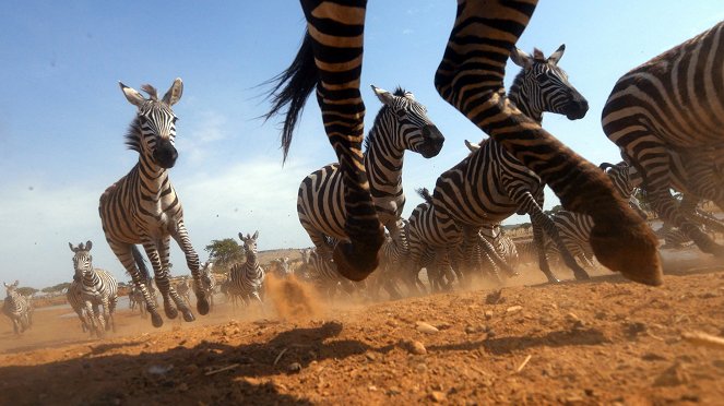 Serengeti - Season 1 - Neúspech - Z filmu