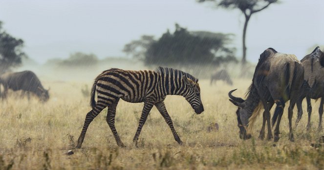 Serengeti - Misfortune - Van film