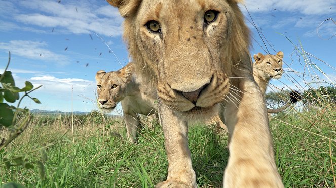 Serengeti - Misfortune - Photos