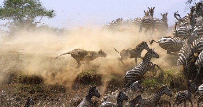 Serengeti - Misfortune - Do filme
