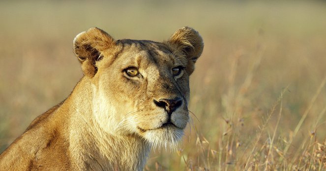 Serengeti - Misfortune - Kuvat elokuvasta