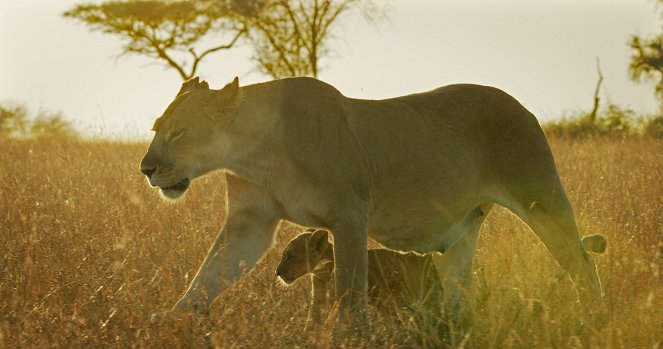 Serengeti - Misfortune - Z filmu