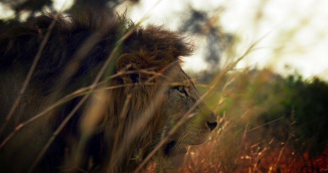 Serengeti - Misfortune - Do filme