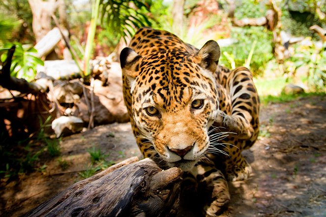 Az állatvilág csodái - Big Cats - Filmfotók
