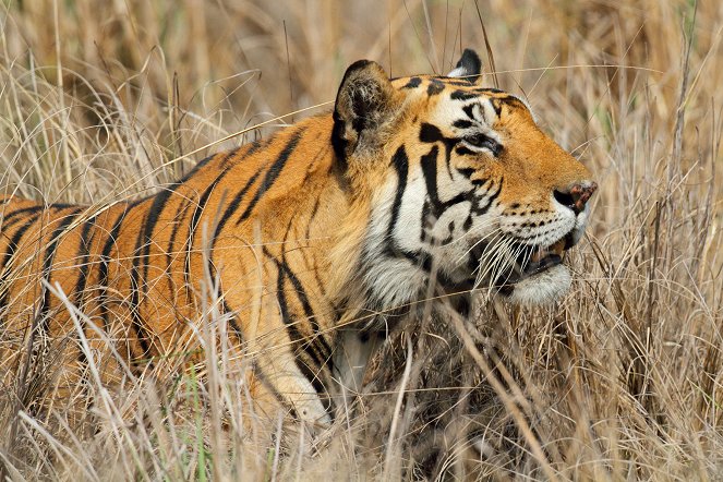 Zázraky v říši zvířat - Big Cats - Z filmu