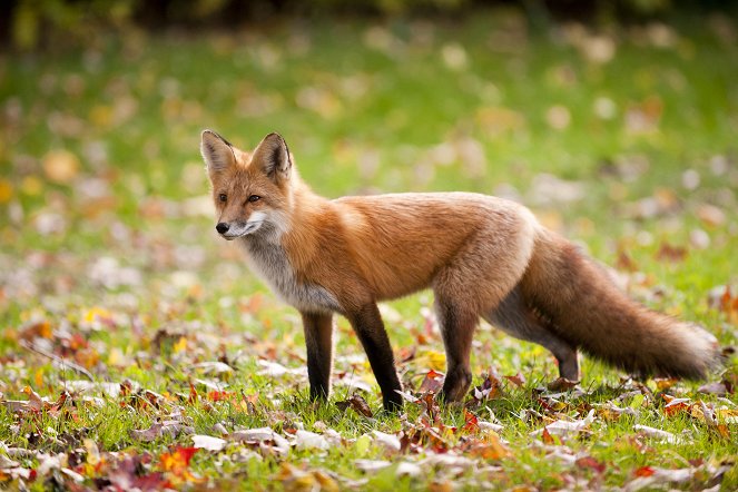 The Wonder of Animals - Foxes - Van film