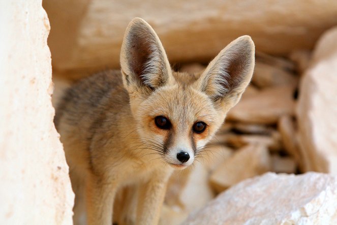 The Wonder of Animals - Foxes - Van film