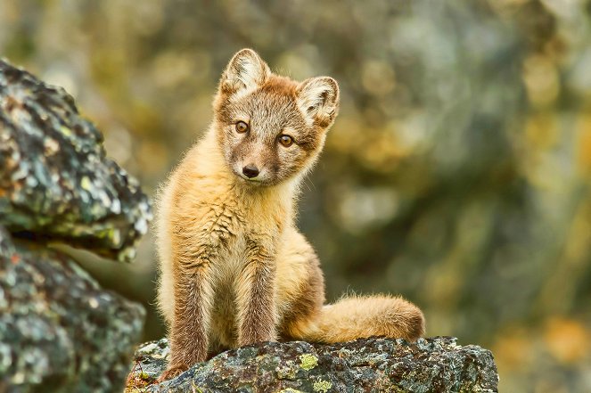 Eläinmaailman ihmeitä - Foxes - Kuvat elokuvasta