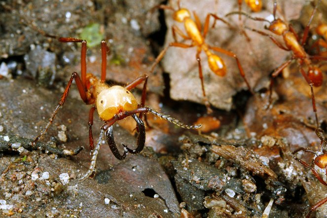 The Wonder of Animals - Ants - Van film