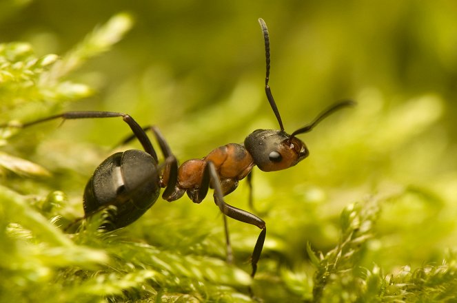 Zázraky v říši zvířat - Ants - Z filmu