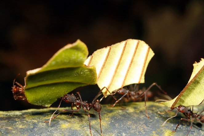 The Wonder of Animals - Ants - Do filme