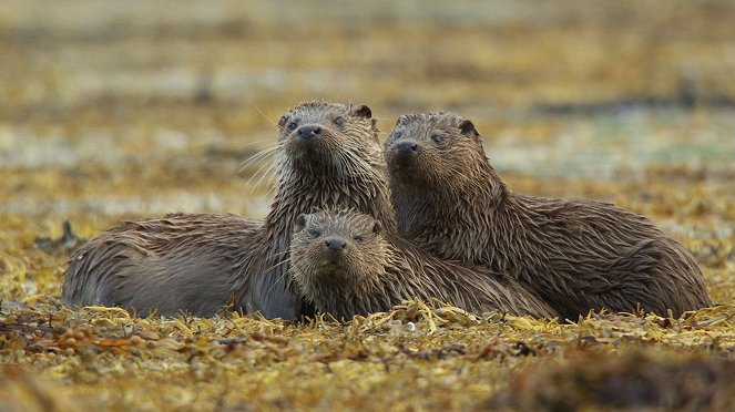 Wildes Shetland - Z filmu