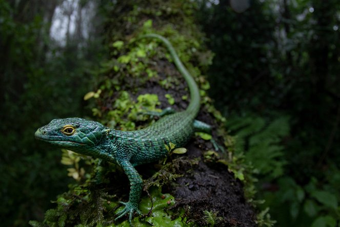 Wildes Zentralamerika - Im Vulkanland Guatemalas - Photos