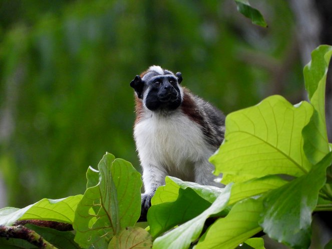 Wildes Zentralamerika - In Panamas Wäldern - Van film