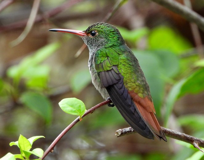 Wildes Zentralamerika - In Panamas Wäldern - Photos