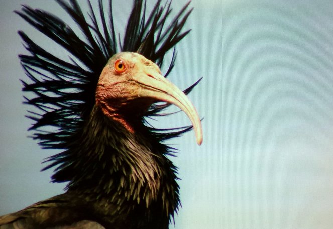 Abenteuer Wildnis: Der Punkvogel kehrt zurück - Filmfotos
