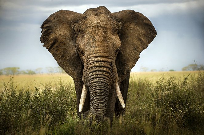 The Wonder of Animals - Elephants - Do filme