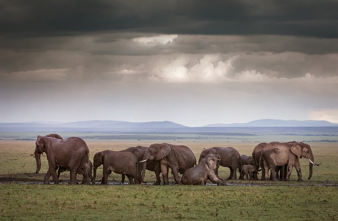 Az állatvilág csodái - Elephants - Filmfotók