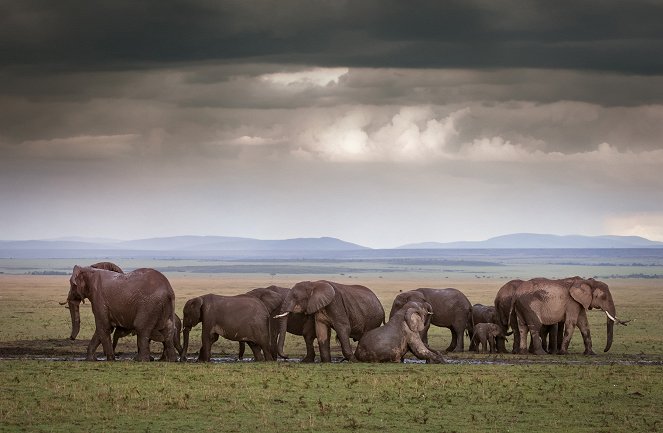 The Wonder of Animals - Elephants - Van film