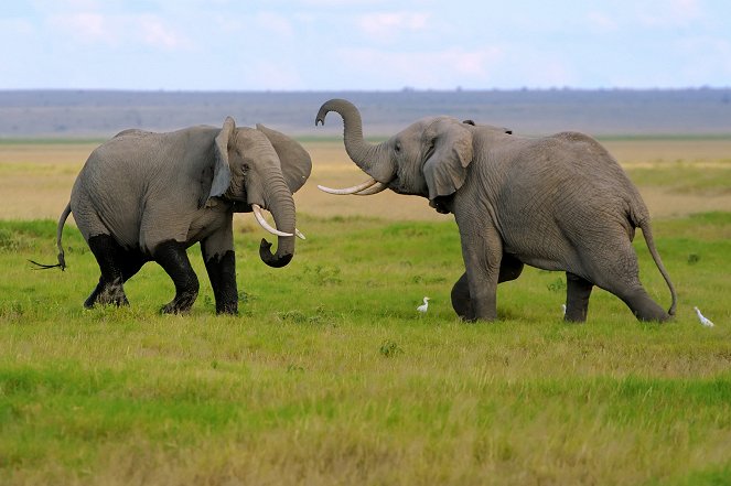 Az állatvilág csodái - Elephants - Filmfotók
