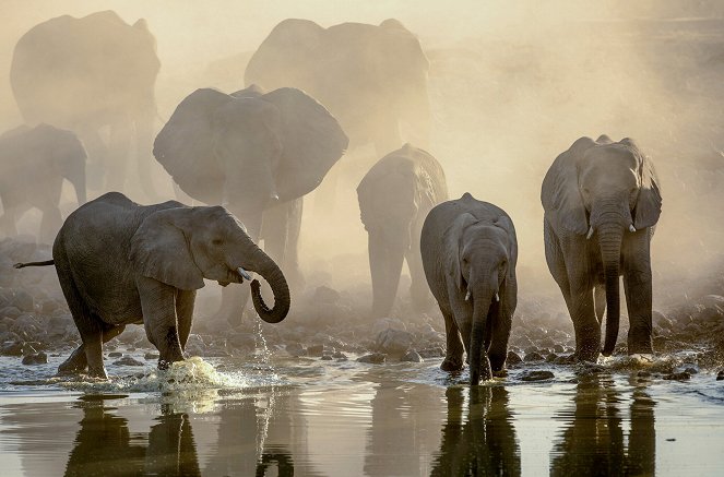 Waterhole: Africa's Animal Oasis - Z filmu