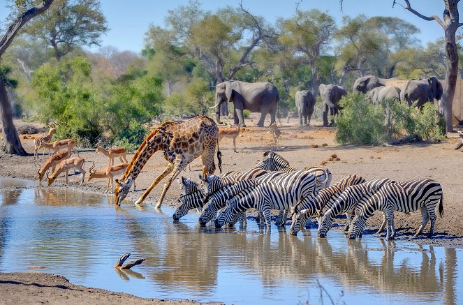 Waterhole: Africa's Animal Oasis - Film