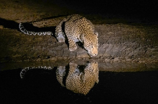 Waterhole: Africa's Animal Oasis - Kuvat elokuvasta